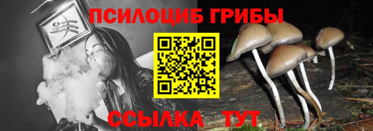 Галлюциногенные грибы Psilocybine cubensis Кудымкар